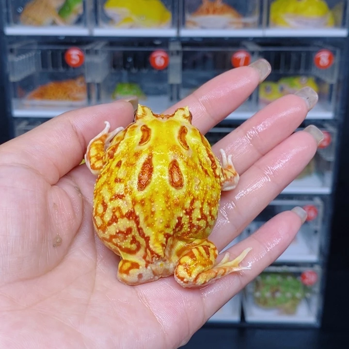角蛙恭喜发财三足黄金