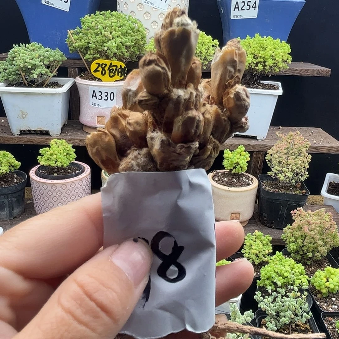 小***啾碧光环优选枝干番杏