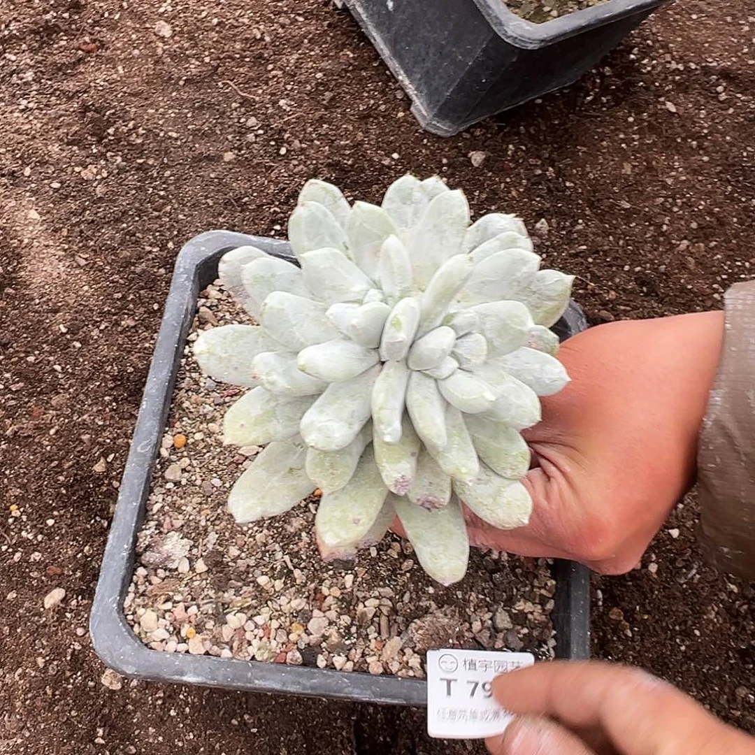 7906拇指仙女杯多肉