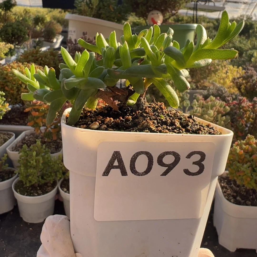 A093小透明枝干一物一拍