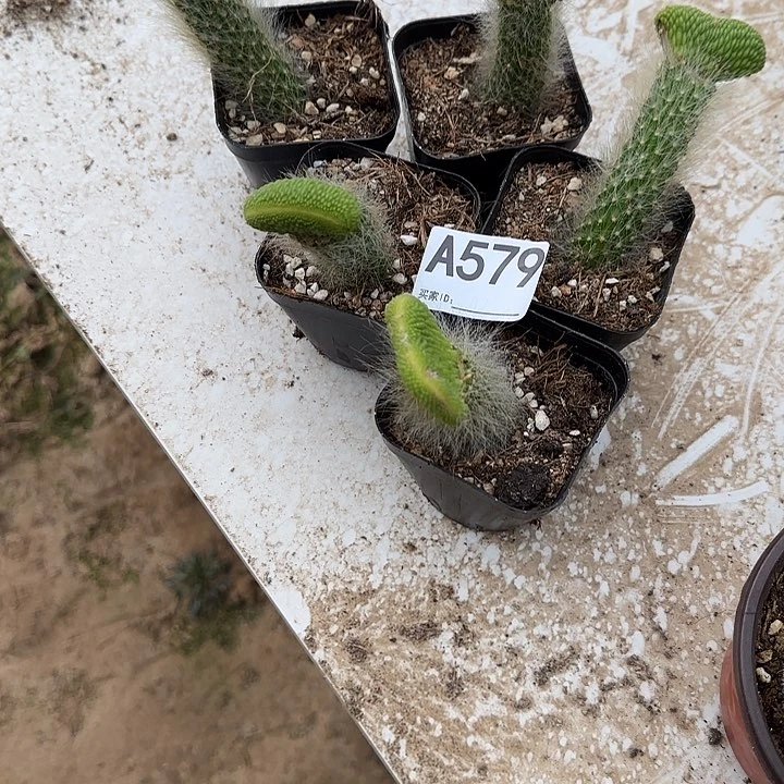 无花朵用****乐嫁接九尾狐缀579