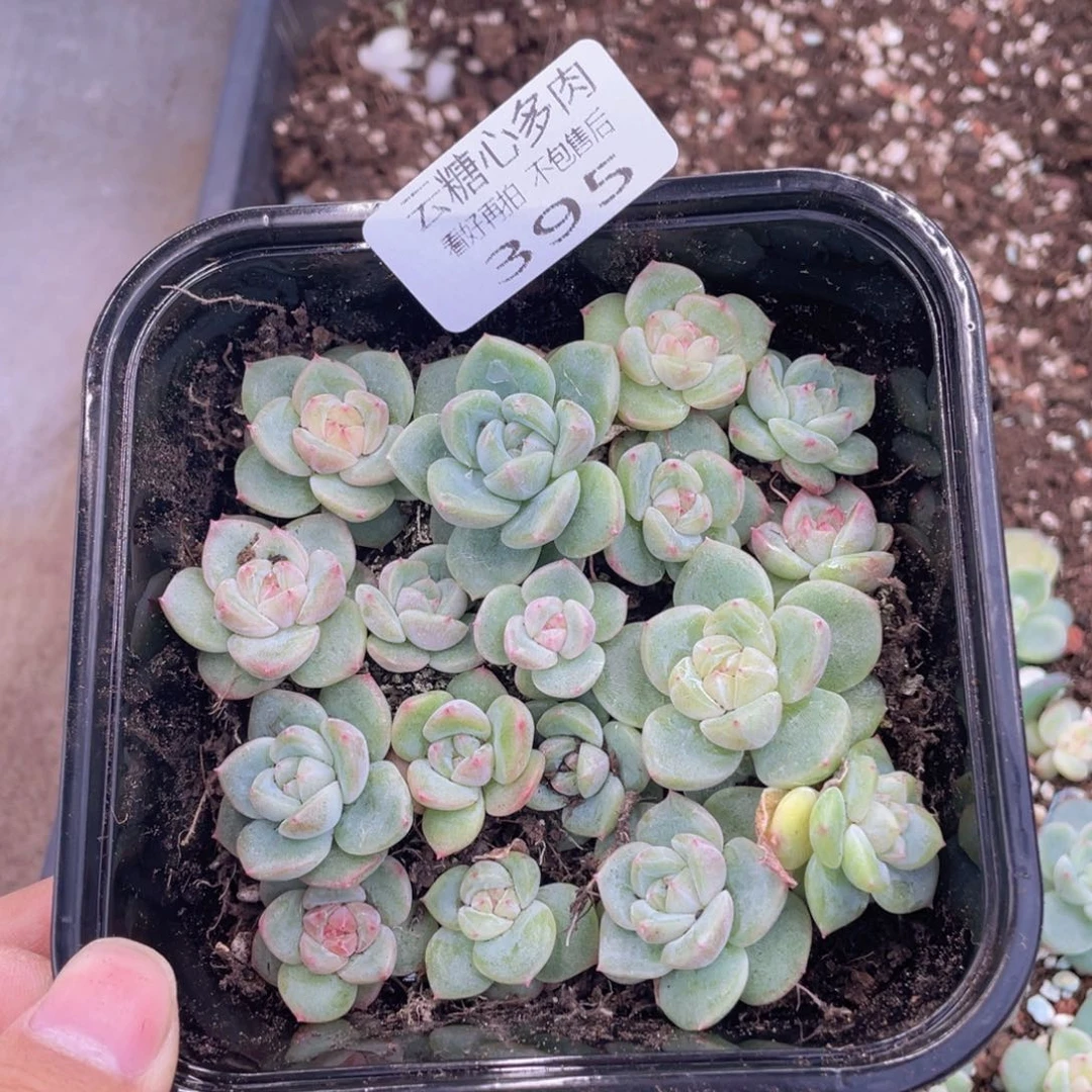 云糖心多肉植物395