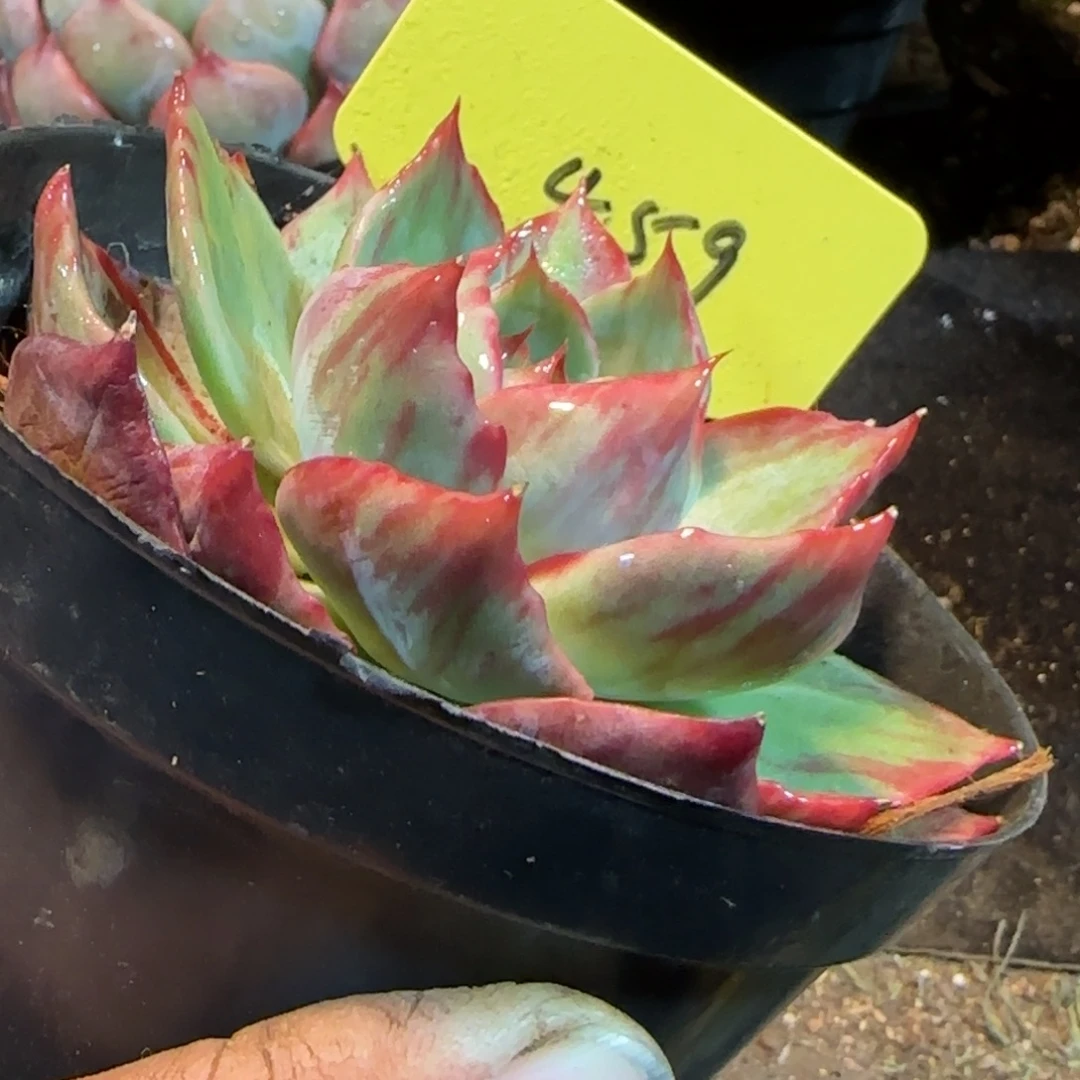 内外拉丝459惊鸿一物一拍包装收缩花旱