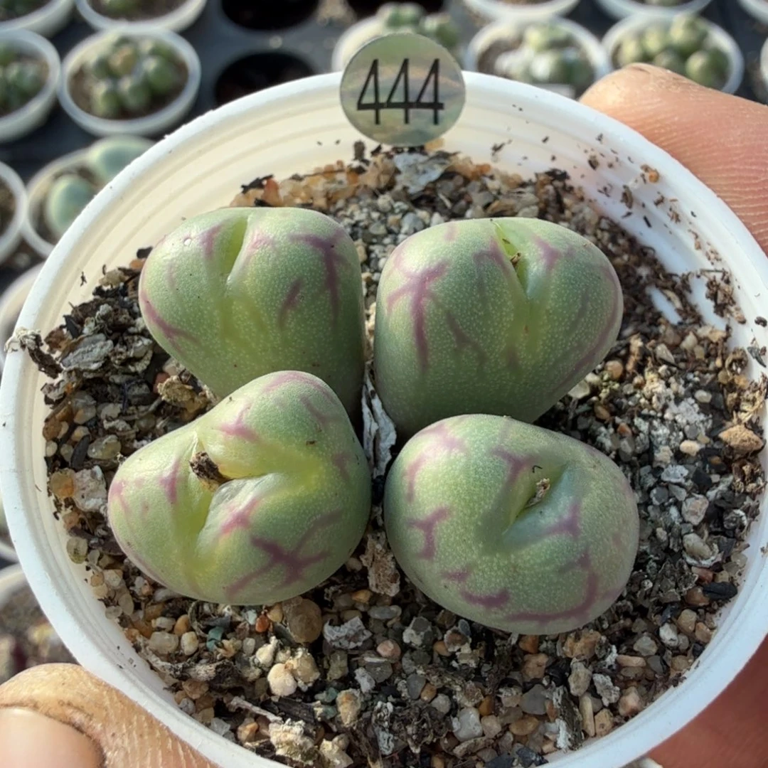 多肉          他 图他