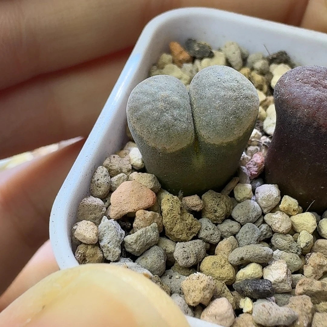 57号单头风铃一物一拍1.3