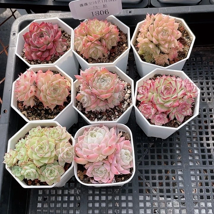 薇薇安园艺多肉1806