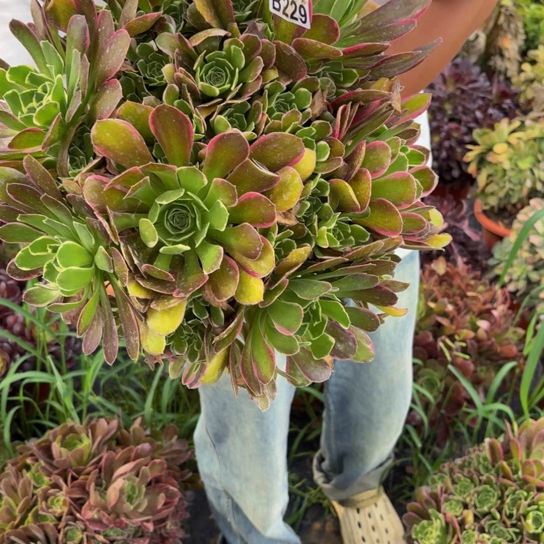 无花朵229多肉植物捧花的