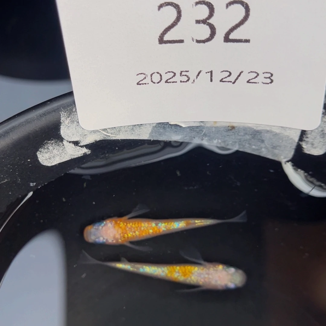 青鳉鱼232王华海王星一对
