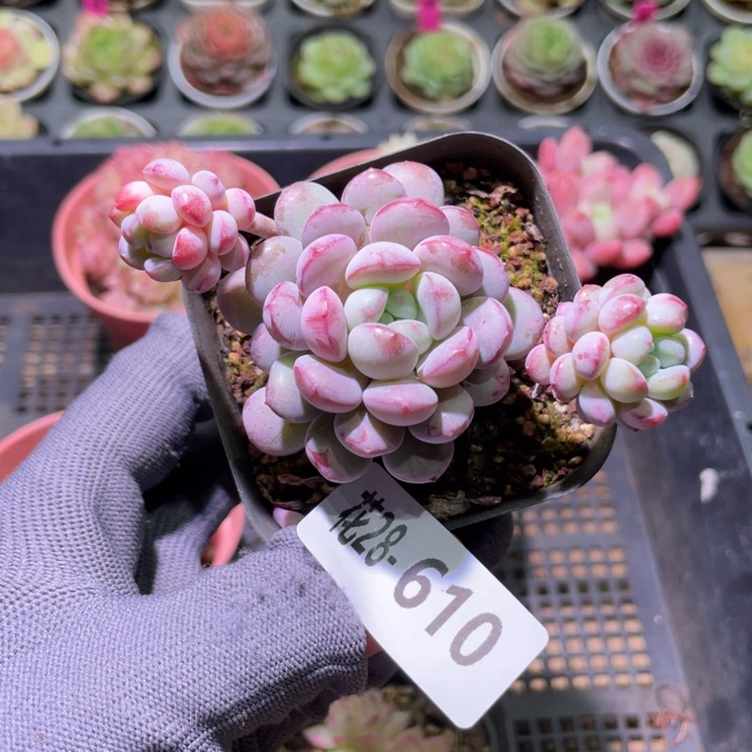 花利美28-610珍珠豆