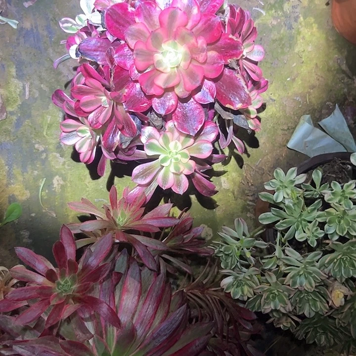 多肉法师植物链接72