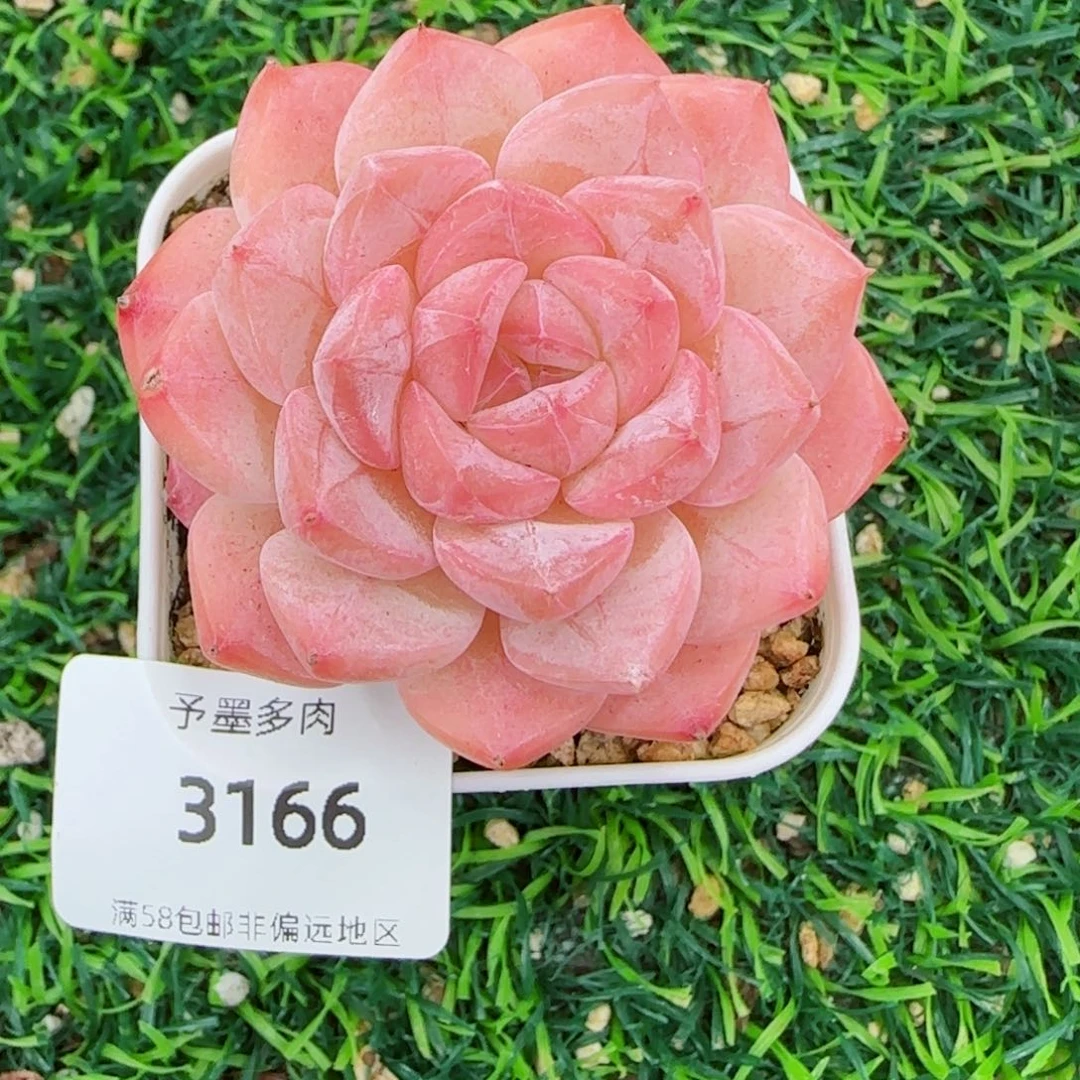 美心，3166多肉植物