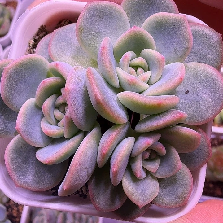 西米露4号一物一拍