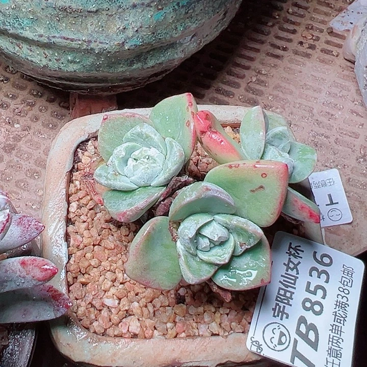 8536泡西仙女杯多肉