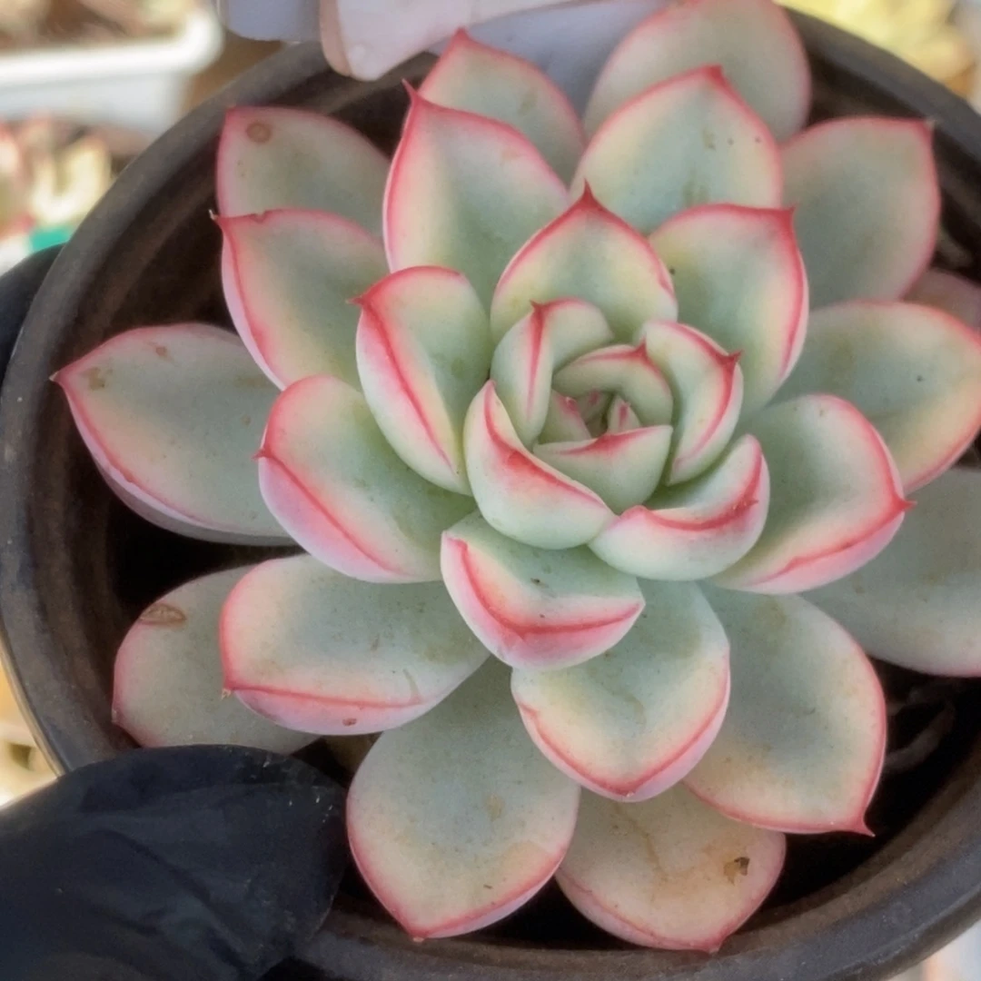 500荷花锦锦锦锦锦锦