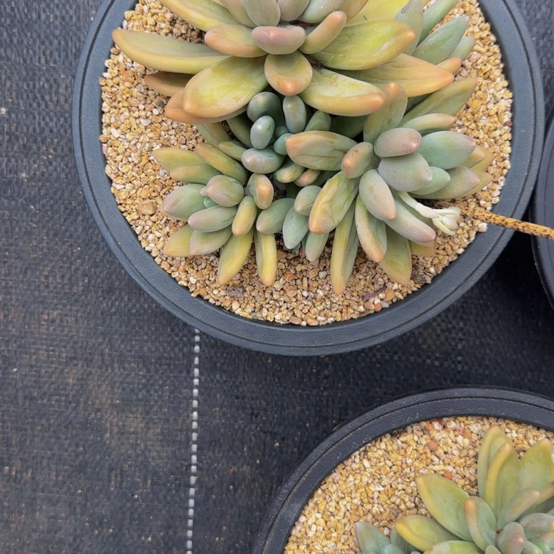 无花朵滨*-C5，白兰地，大群