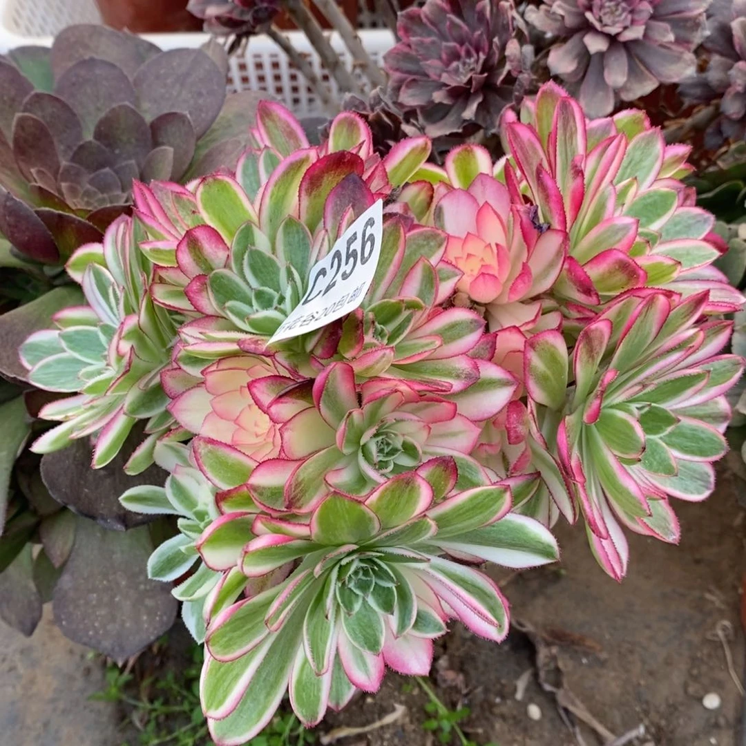 256倾城砍过多肉植物