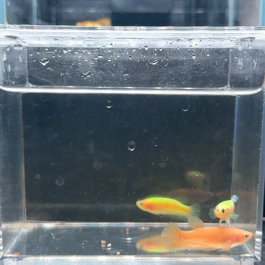 斗鱼活体观赏鱼好养耐活