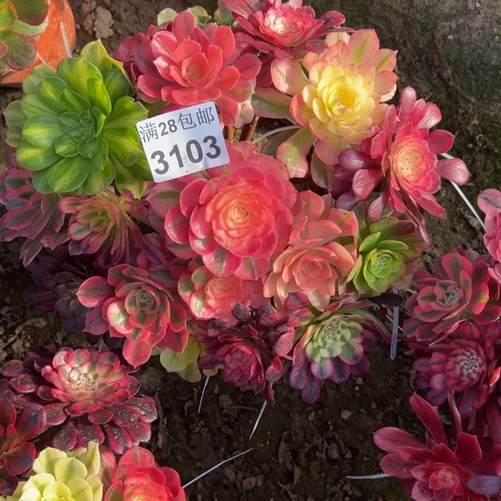 3103嫁接法师多肉植物