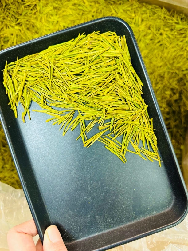 安吉黄金芽A300兰花香