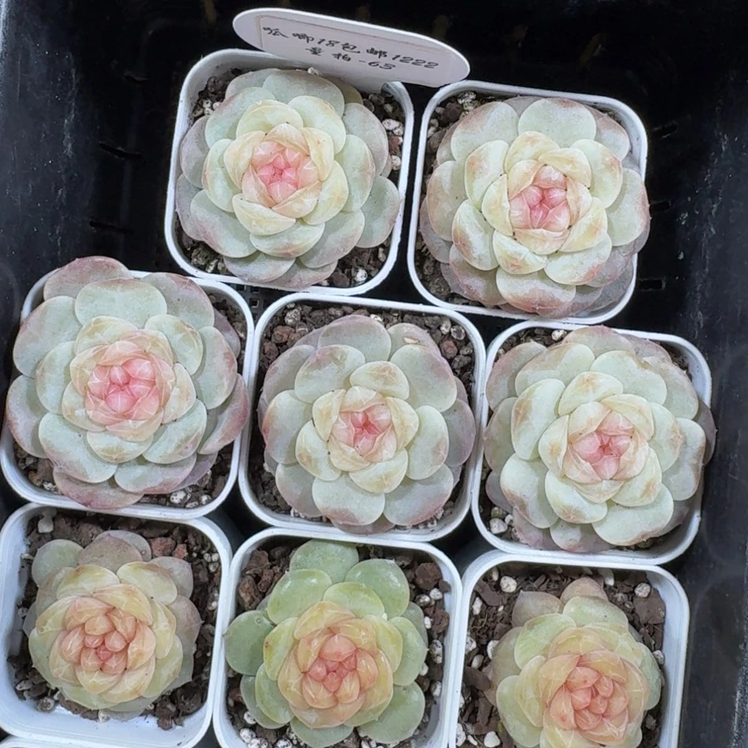 1222-063-假荷包蛋一颗量拍