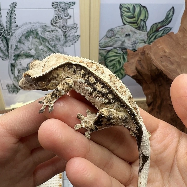 睫角守宫黑底高白奶12g