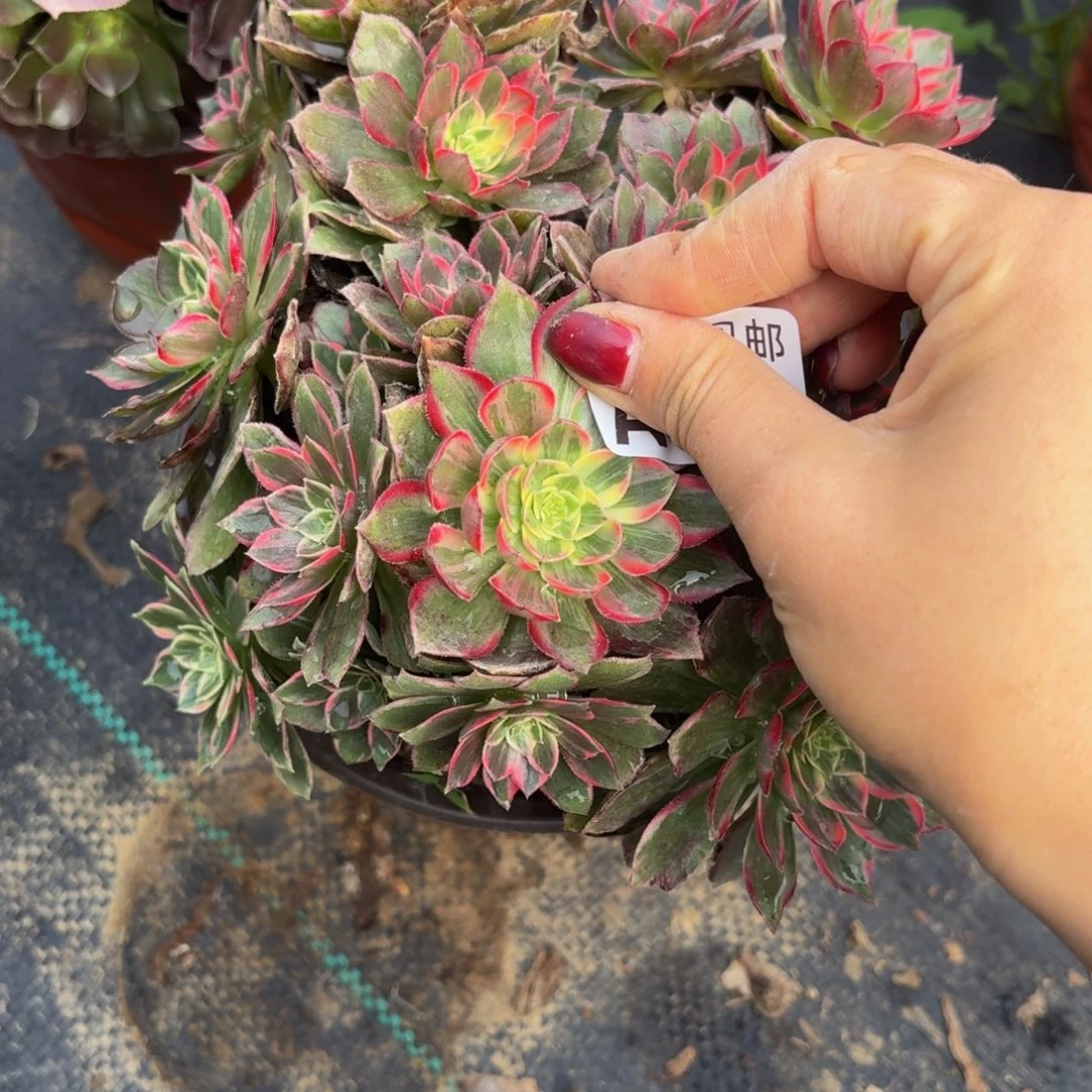 59多肉植物捧个不包断肢