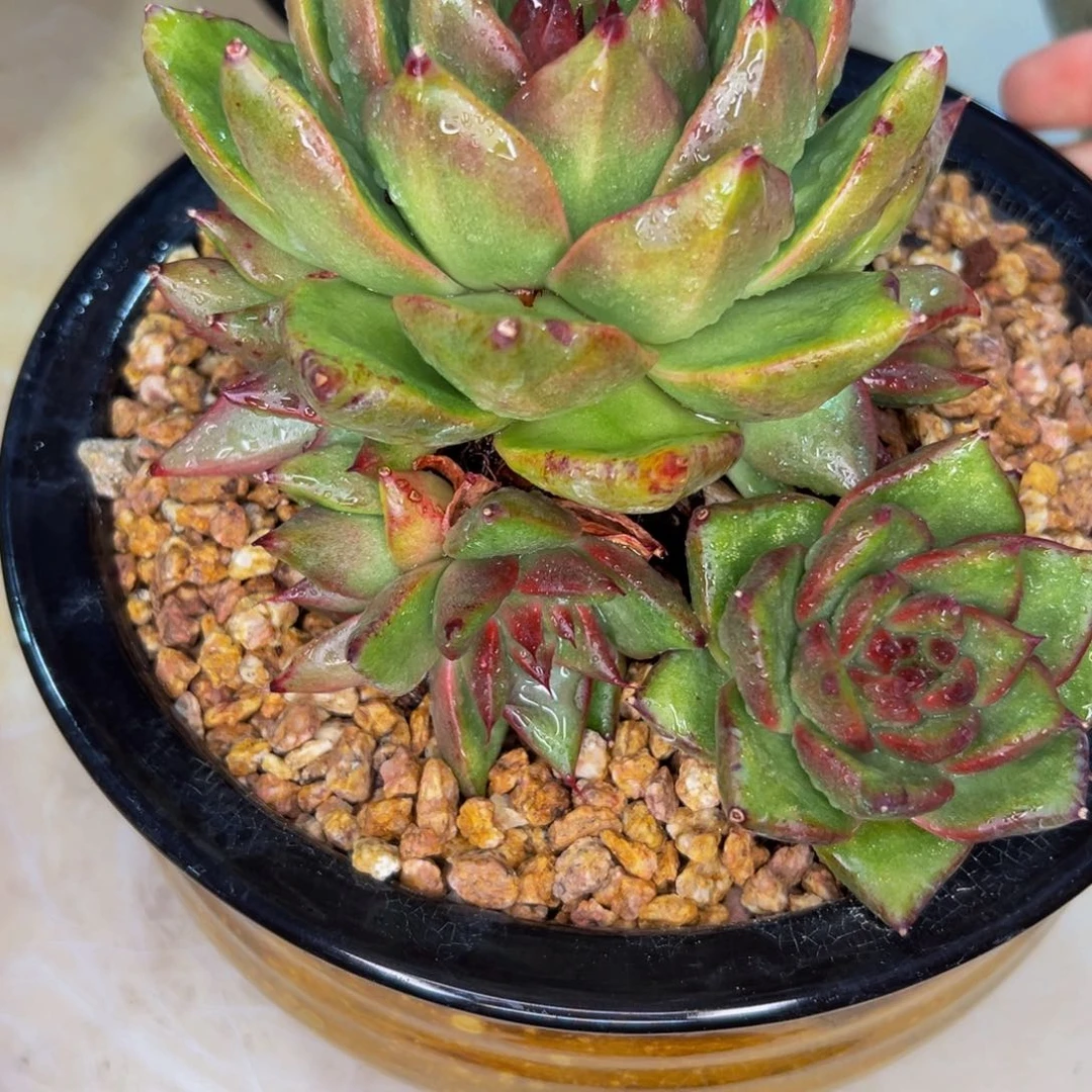 娟*多肉一物一拍0702-299