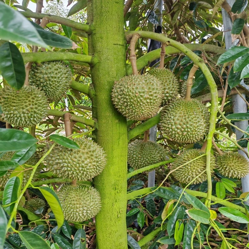 正宗榴莲苗金枕猫山D197黑刺嫁接苗盘栽地栽苗圃直发顺丰包邮