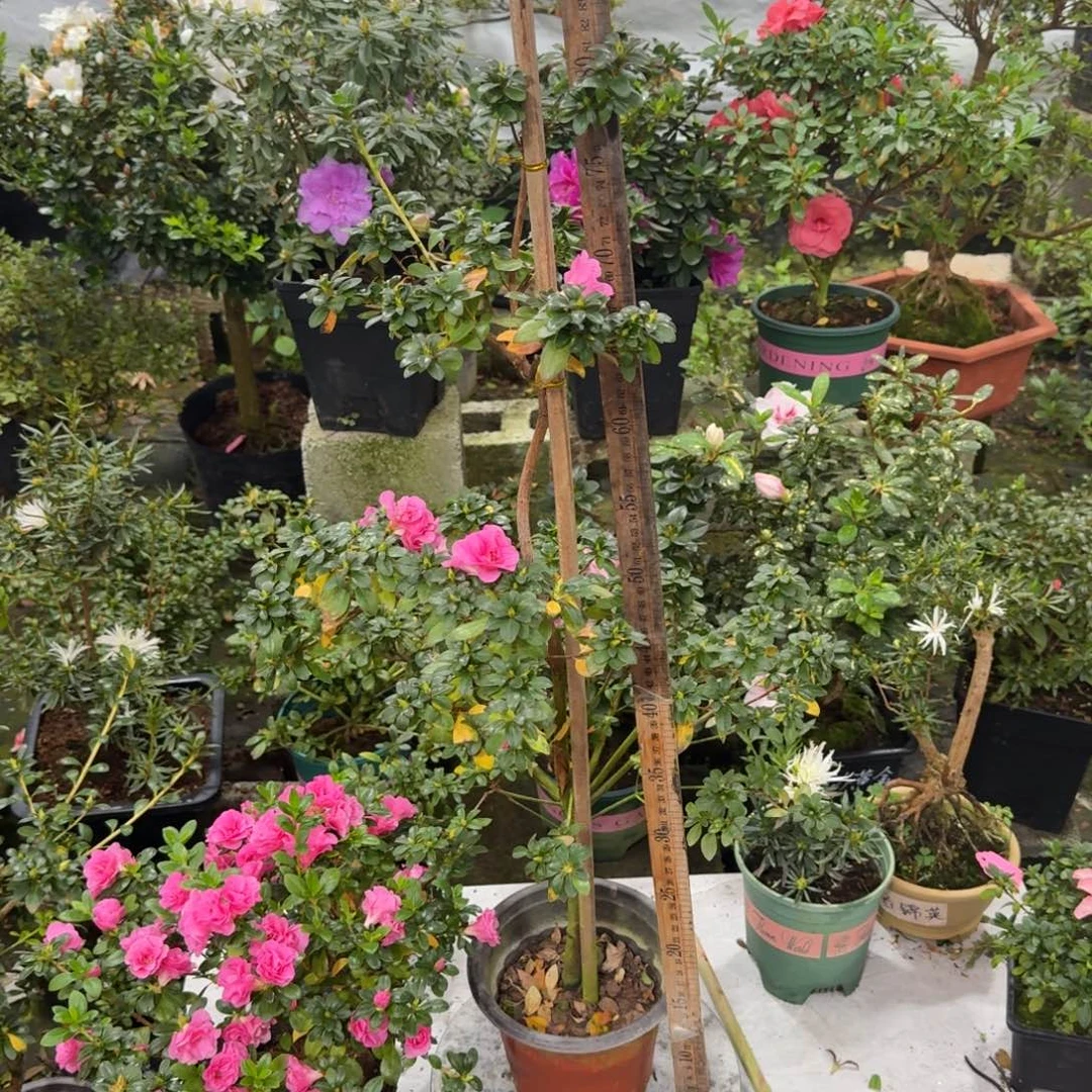 法***海完全开放四季小玫瑰杜鹃花