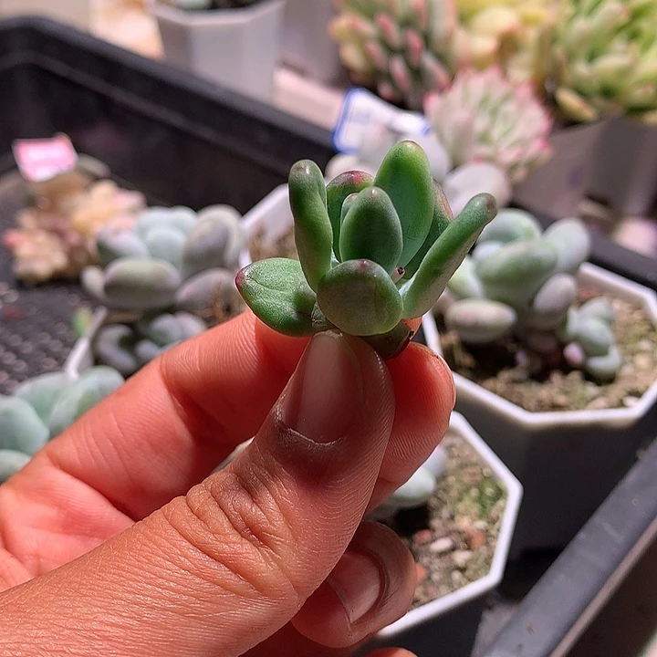 苹果奶拉丝侧芽可嫁接