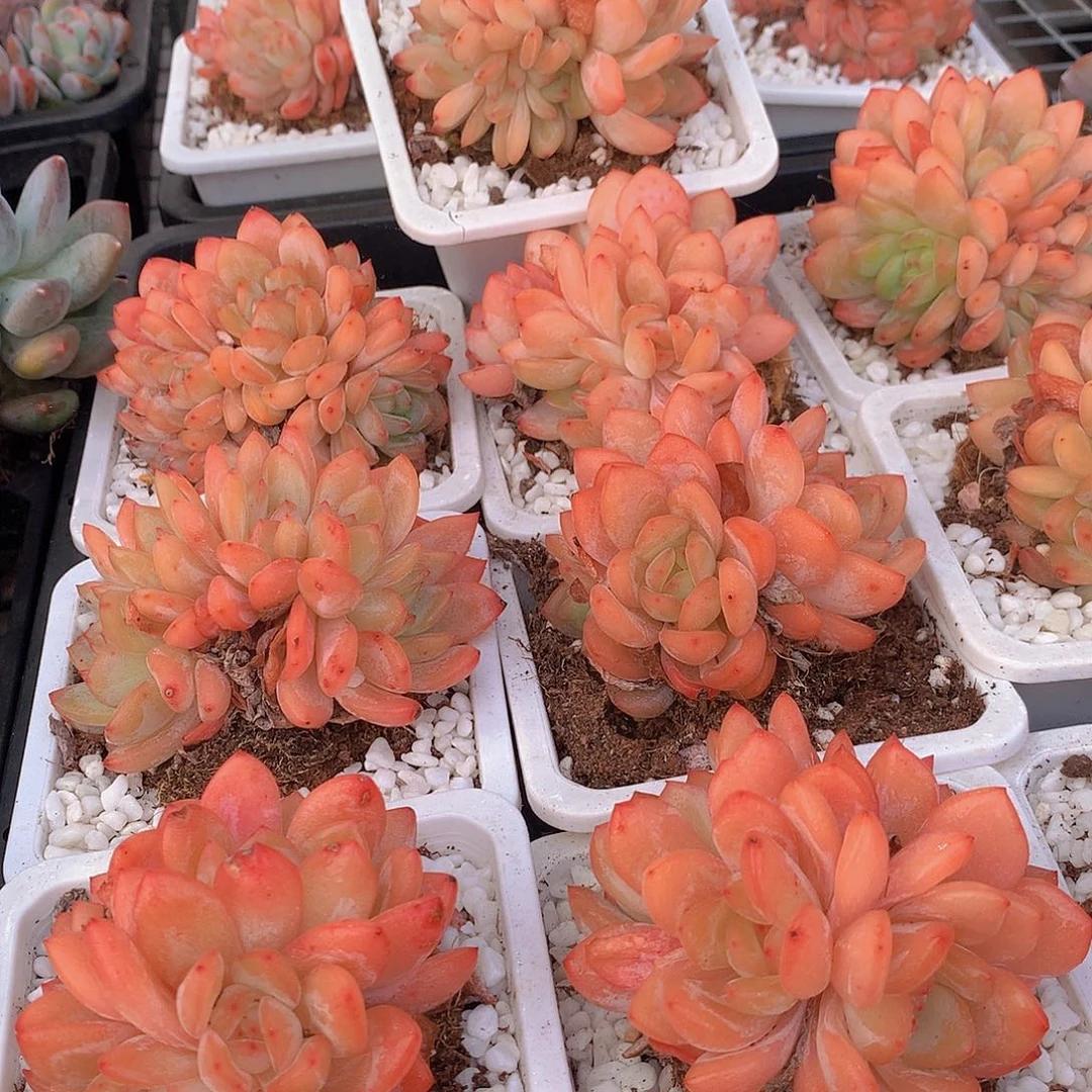 全明星群45678990000000