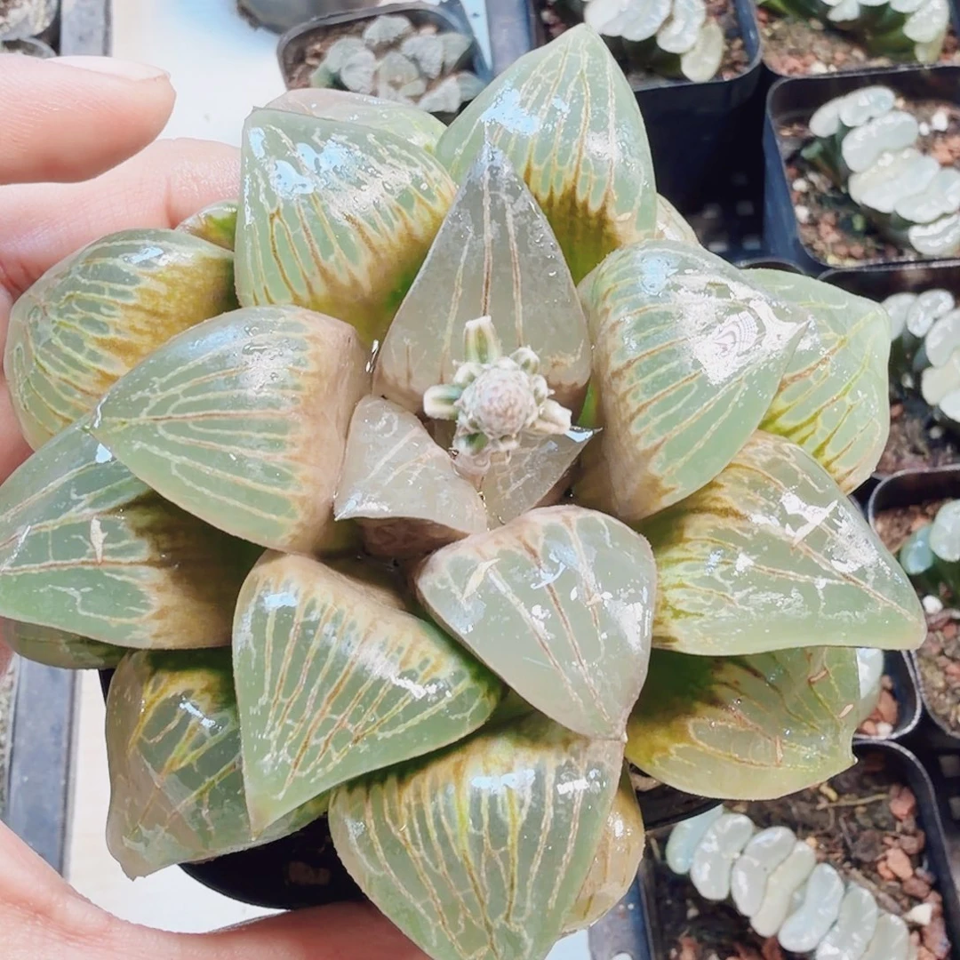 无花朵十二卷月神母本