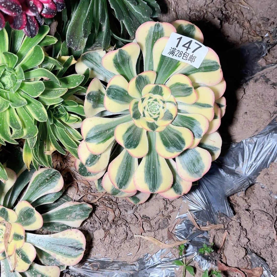 X. 147王妃多肉1111