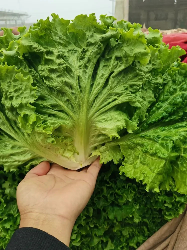 大叶生菜-3斤（京东送到家）