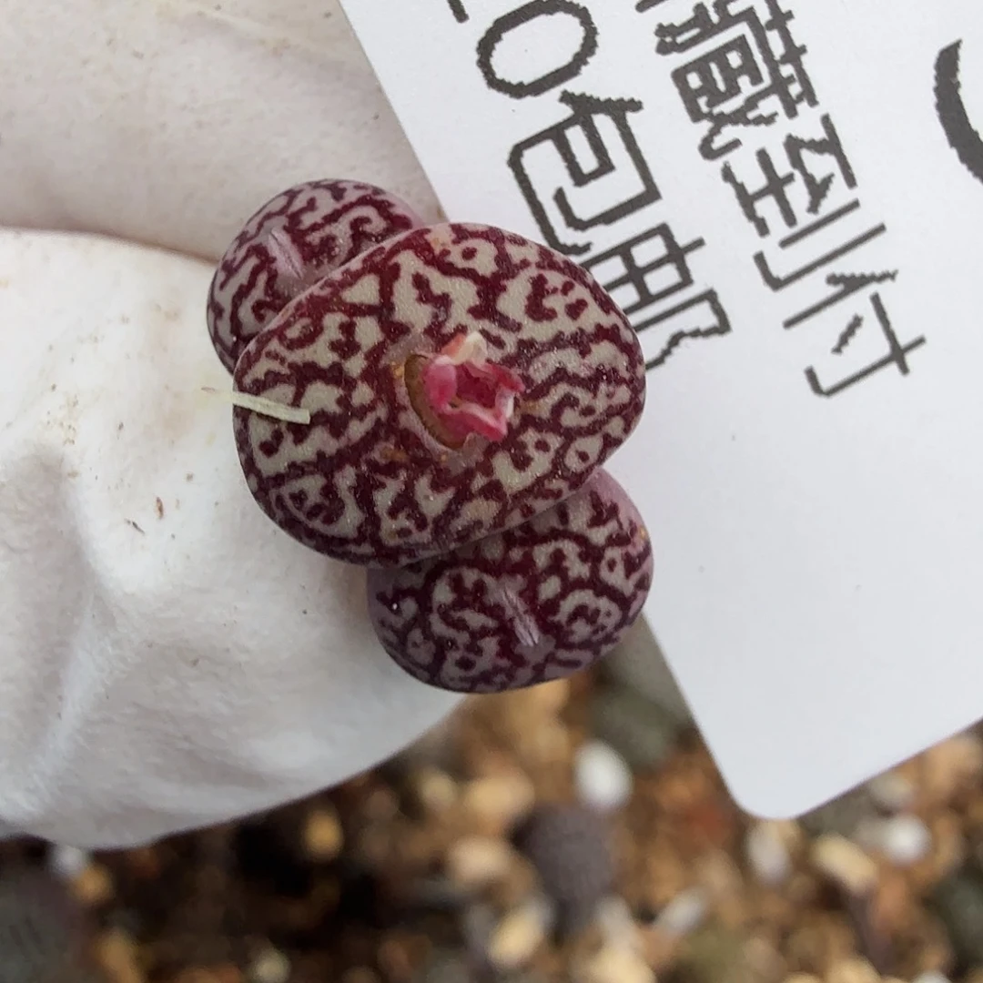 不过他不可能再来503这个