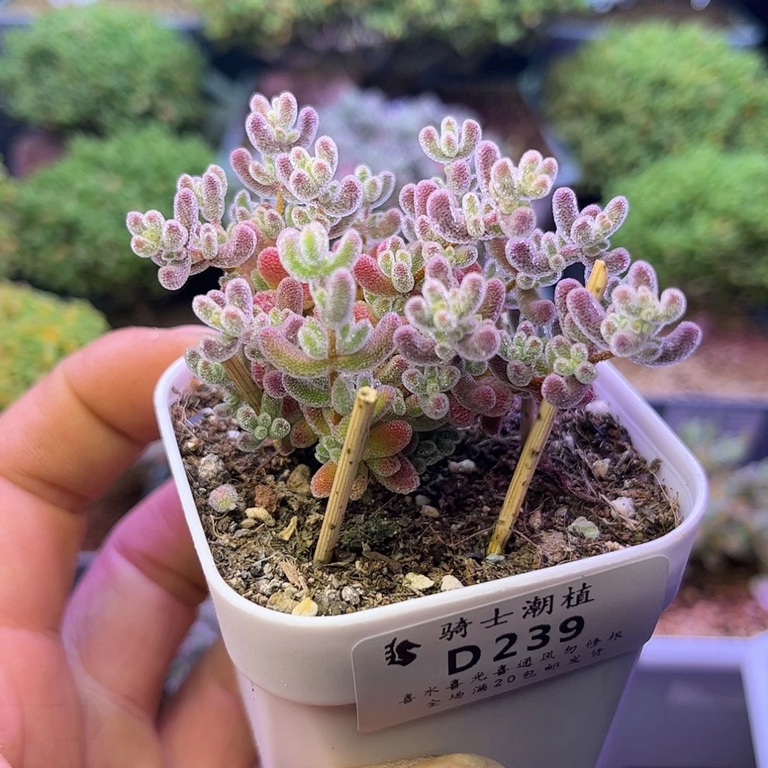 239优选冰晶枝干多肉