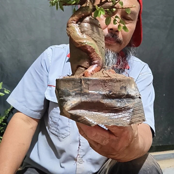无花朵家*园附石榆树出槽45