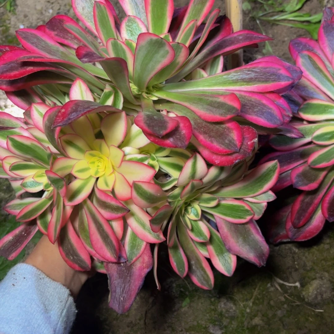 美杜莎多肉植物捧花的