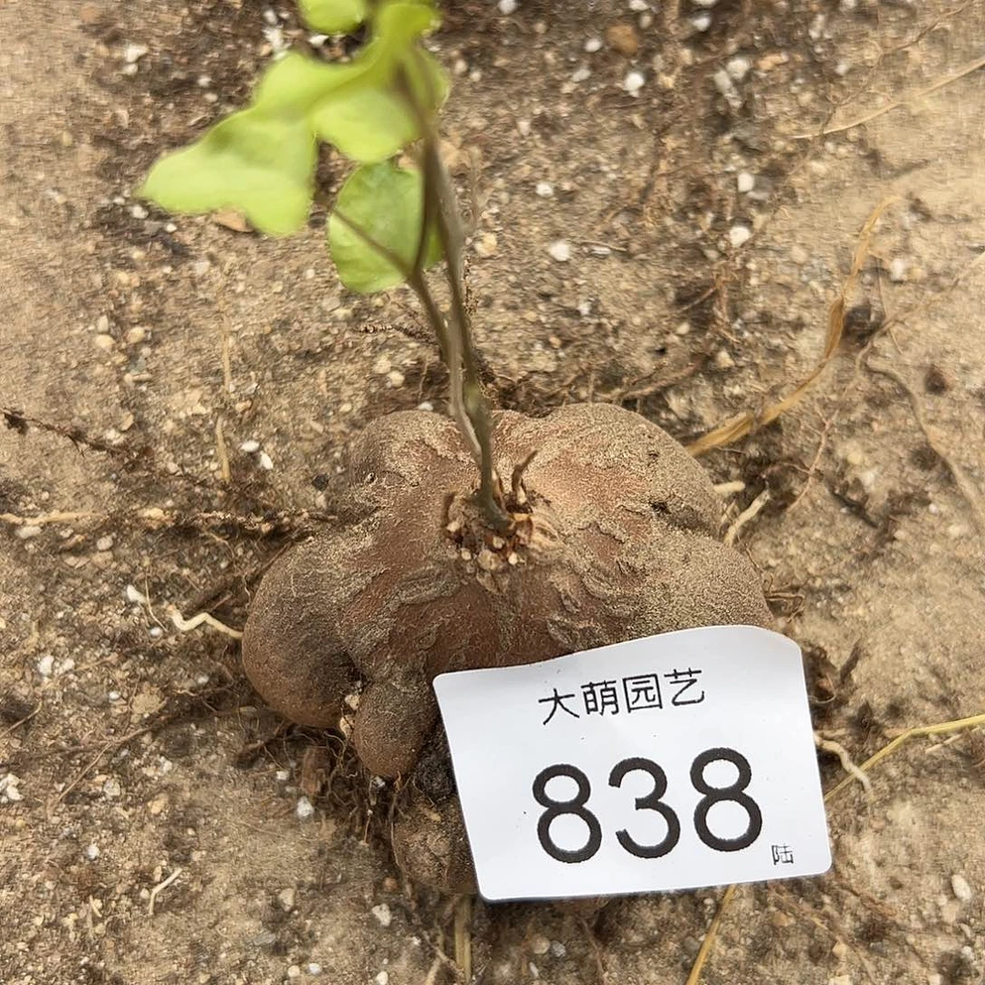 一物一拍。     838