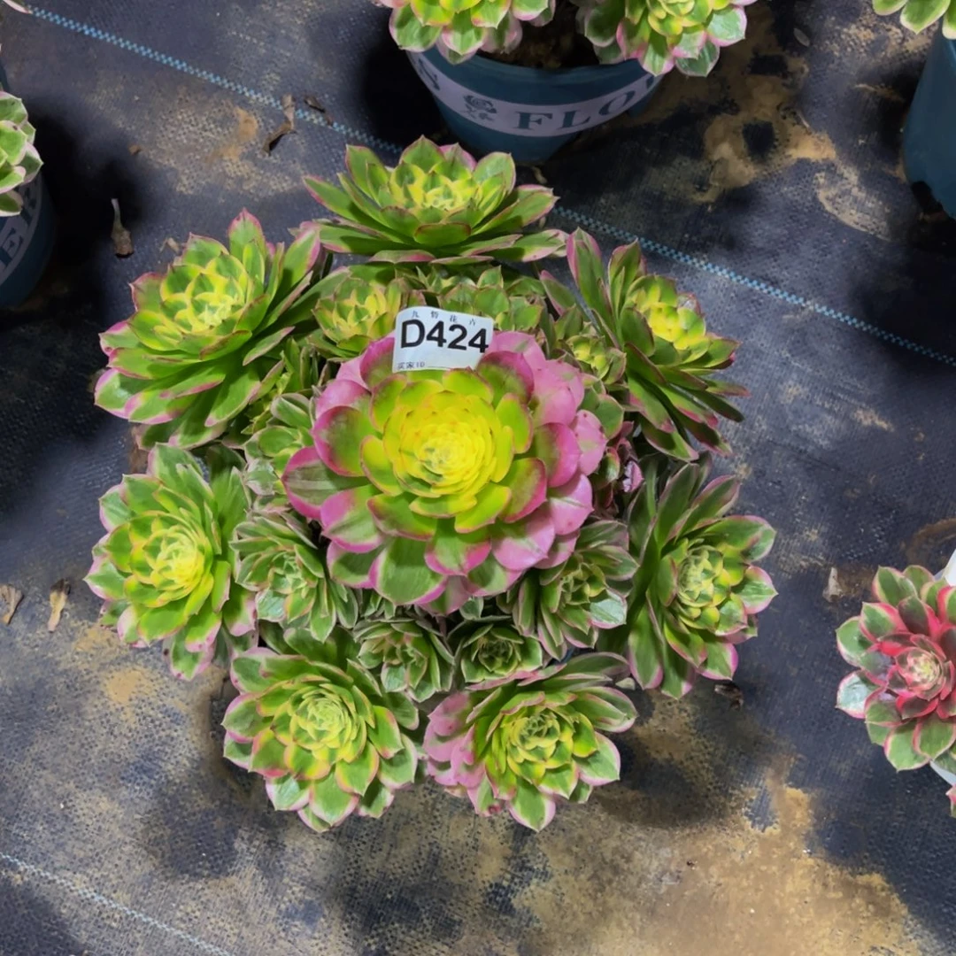 用***142400海王福利可以拍