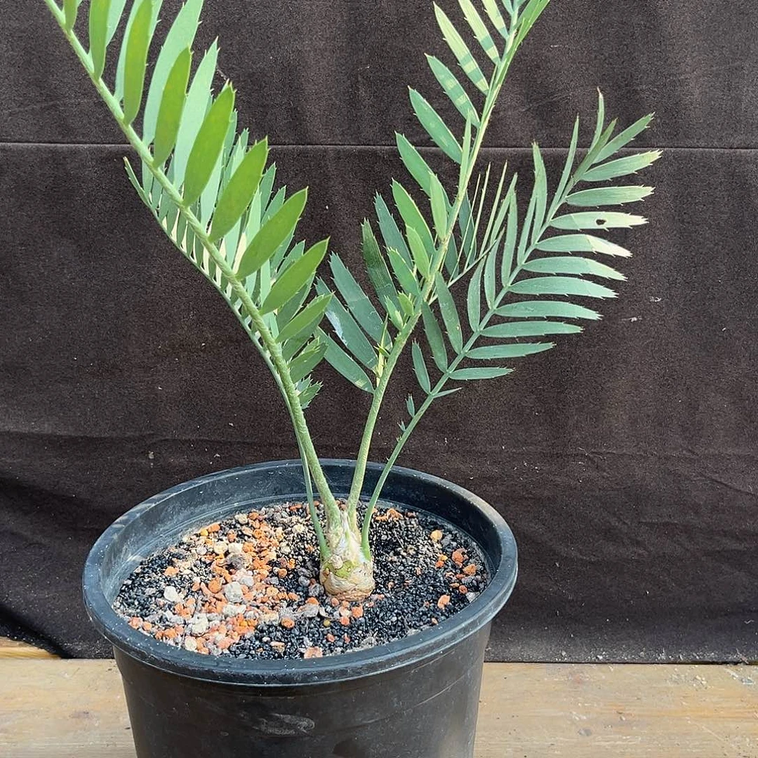 汤圆植物云山苏铁