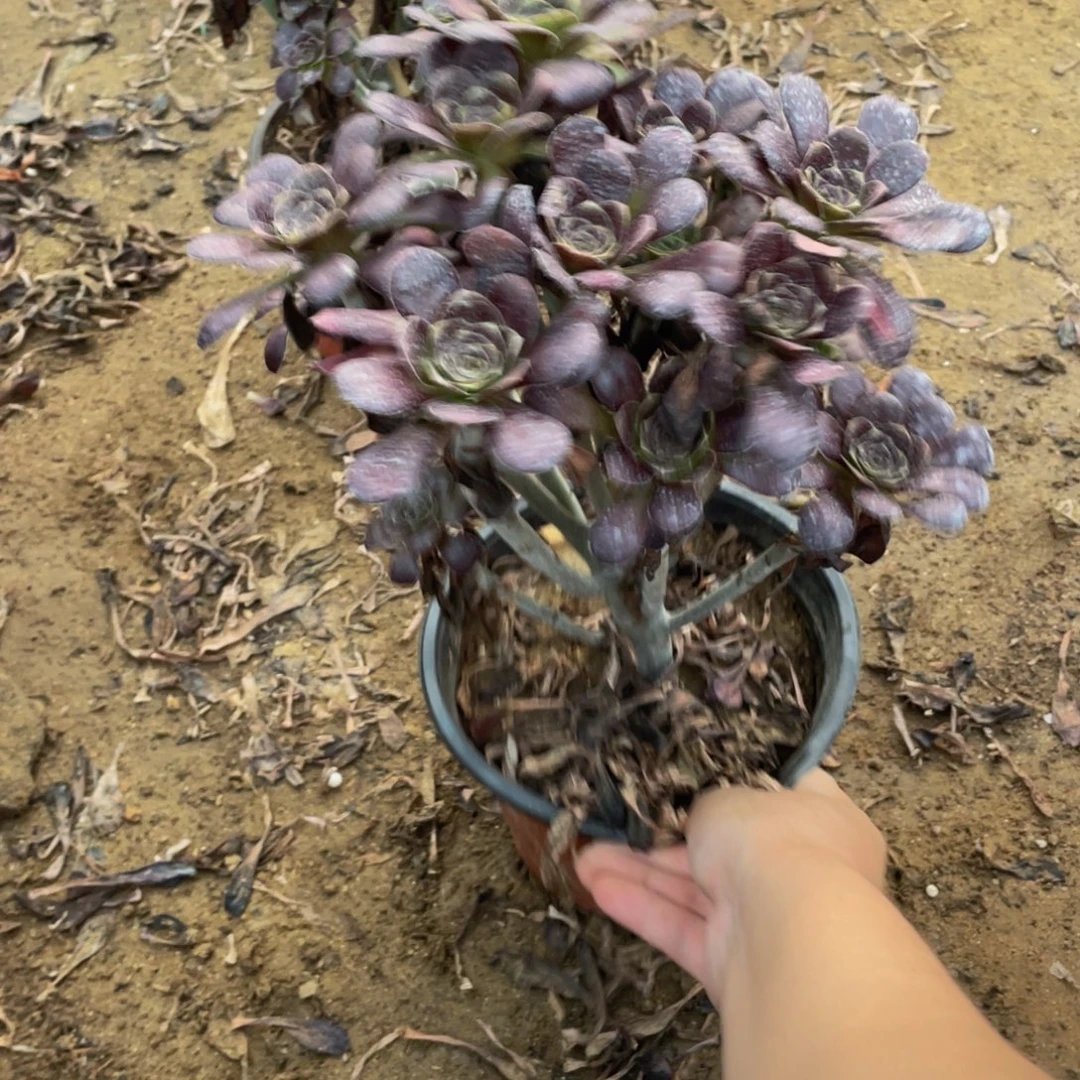 2851黑法师法师多肉断枝不包