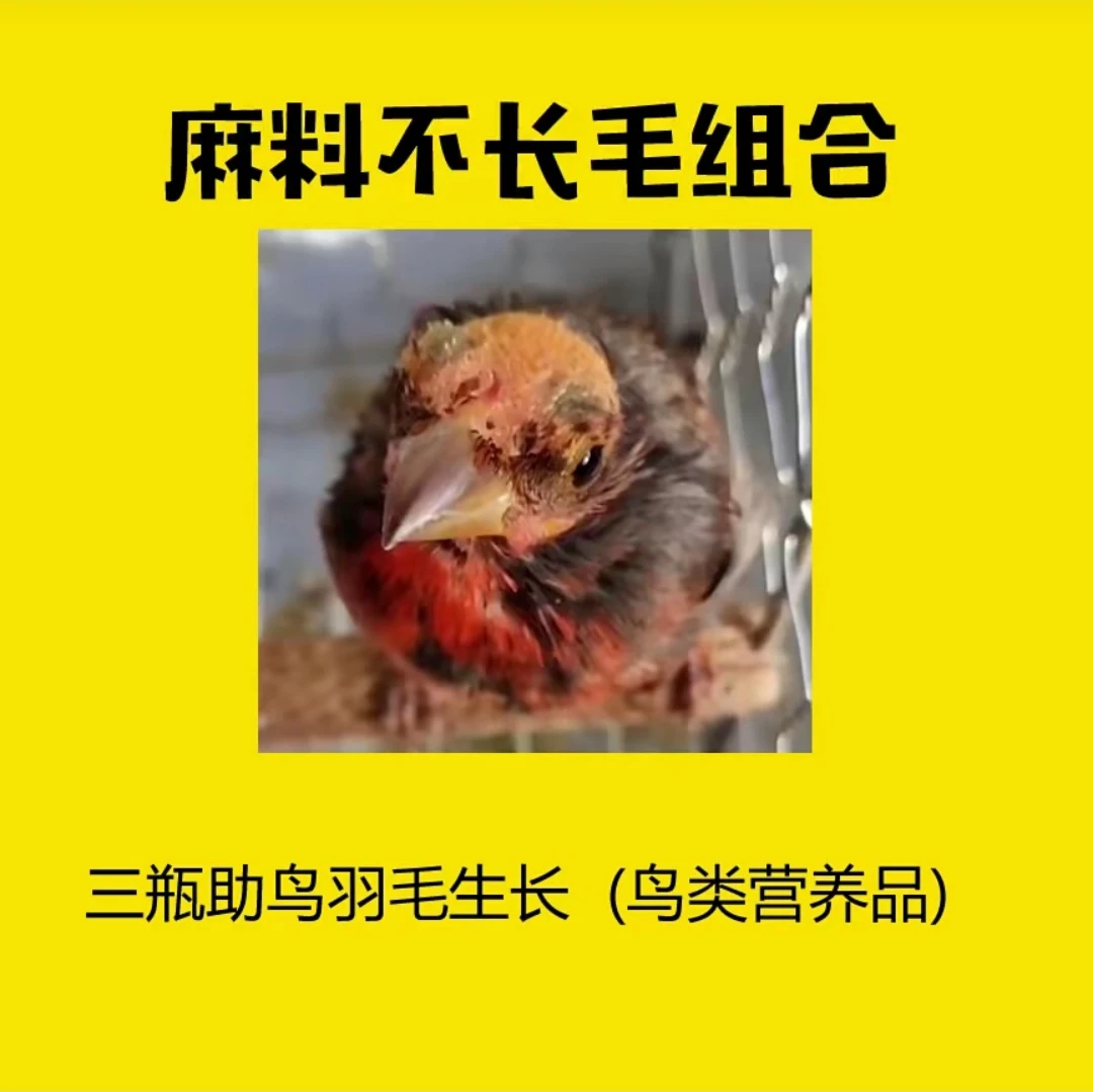 鸟不长毛营养组合【鸟脖子不长毛、头不长毛、后背不长毛、干翅】