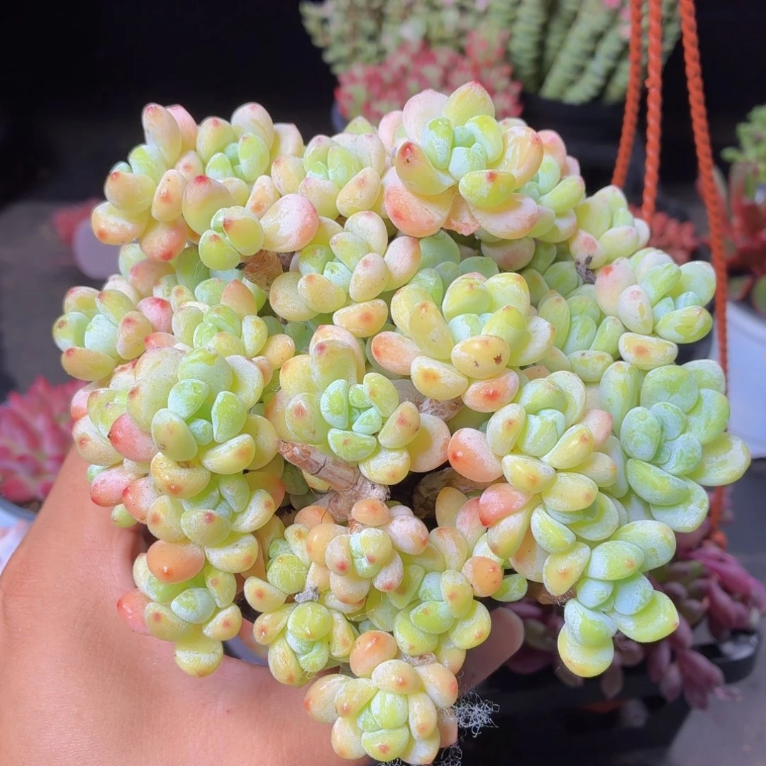 罗琦多肉9.9包邮发货