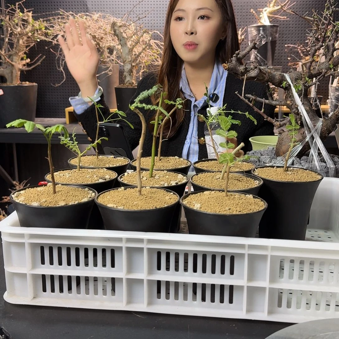 扦插小苗随机发货