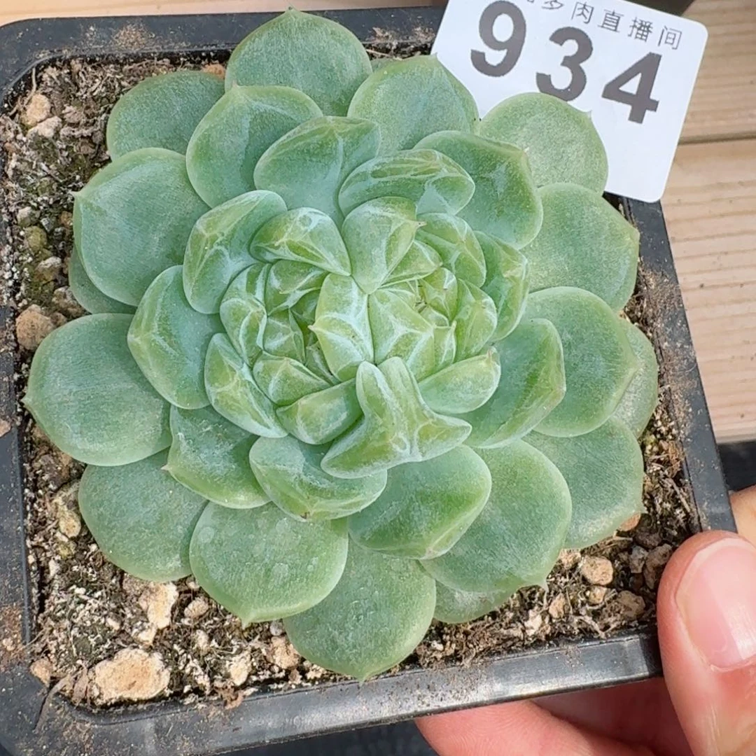 泼天富贵母本双心        精美多肉植物
