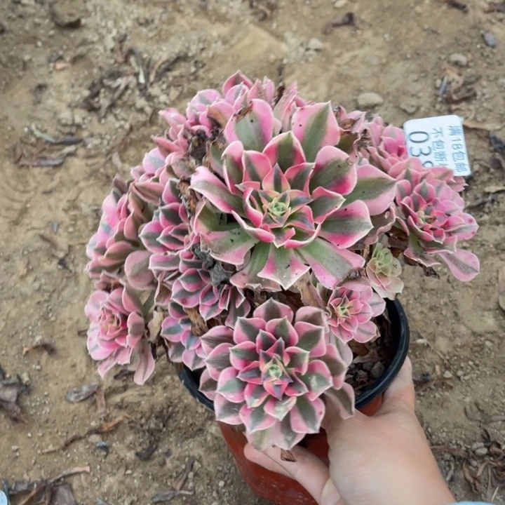 038粉女巫不太圆1