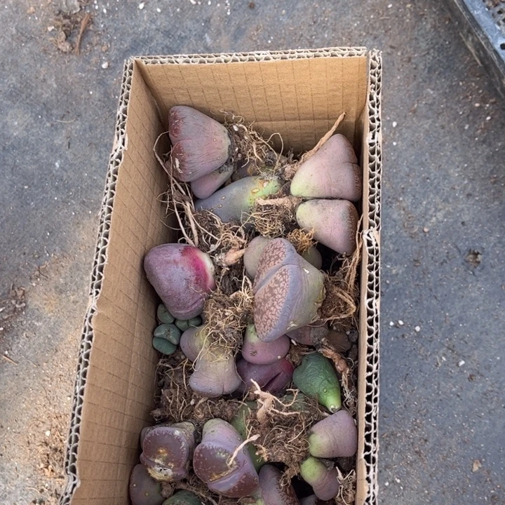 一箱母本88888888888