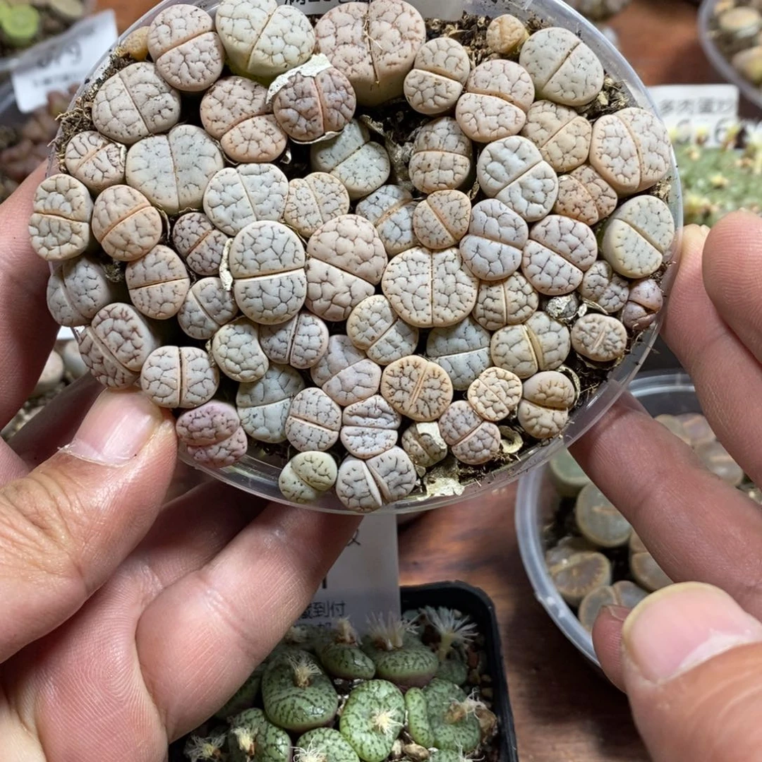 多肉蛋炒饭，感谢您相伴020