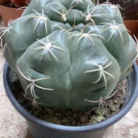 海王仙人球25米仙人球